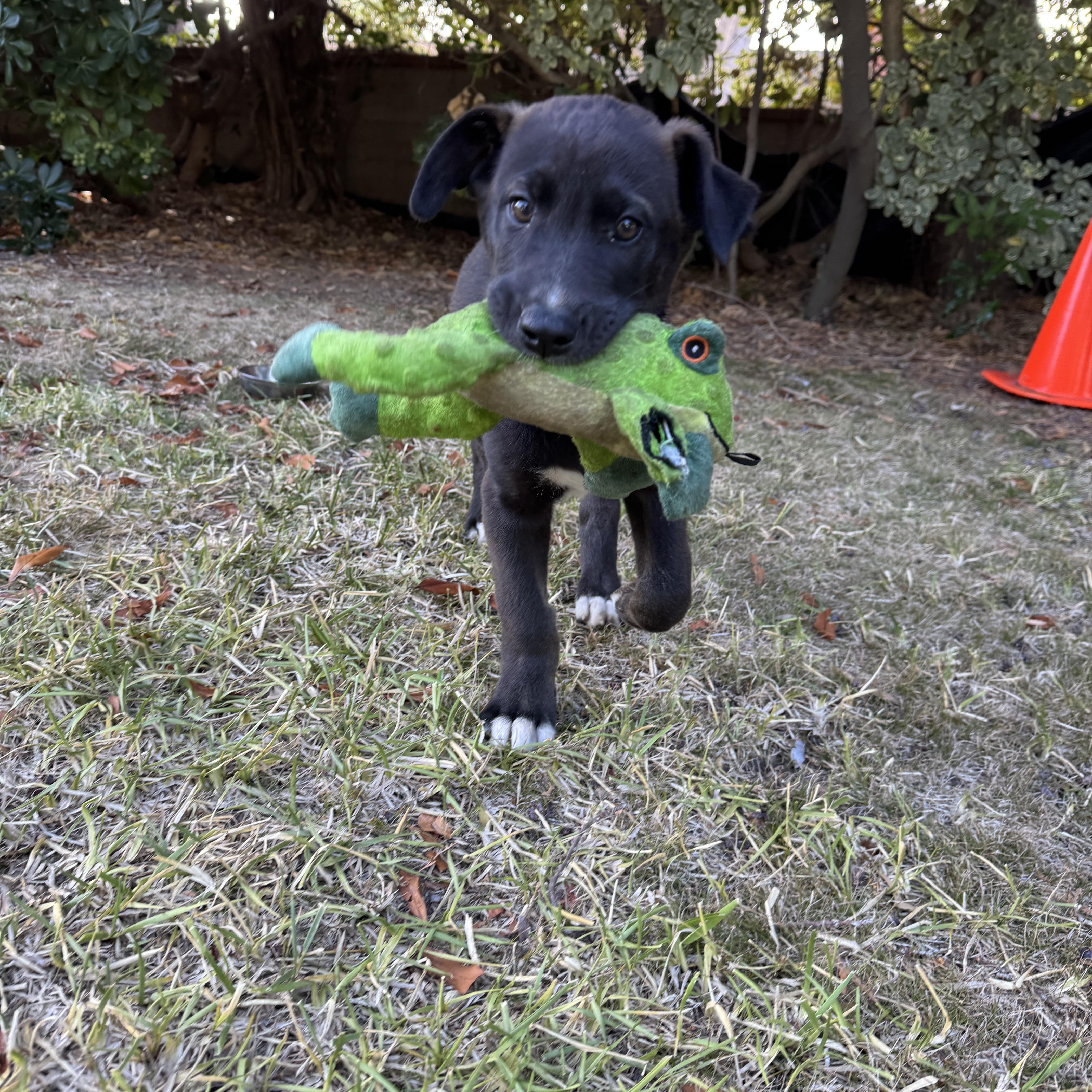 Enlarge Jalen, an adopted mixed breed in Van Nuys, CA image 2/6