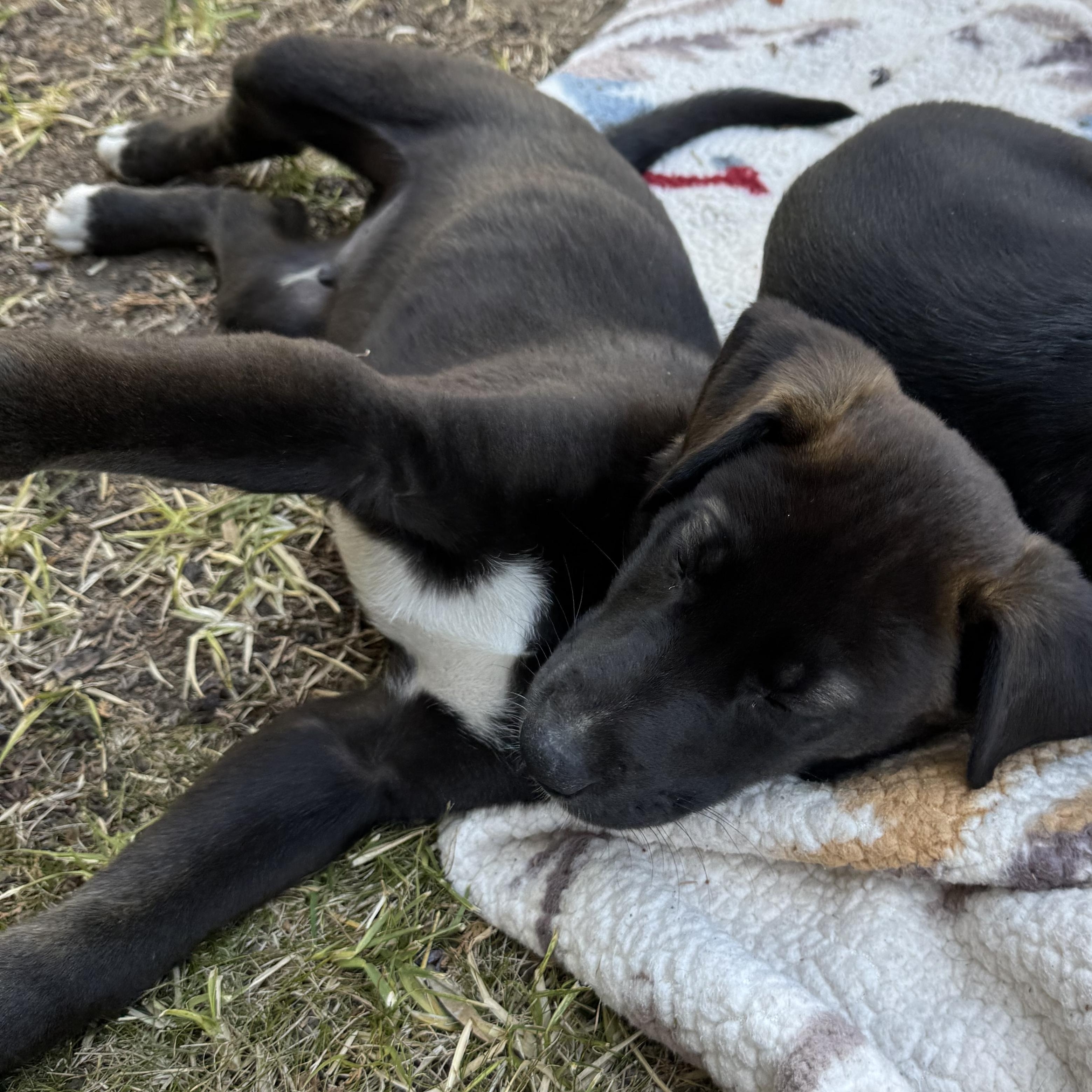 Enlarge Jalen, an adopted mixed breed in Van Nuys, CA image 5/6
