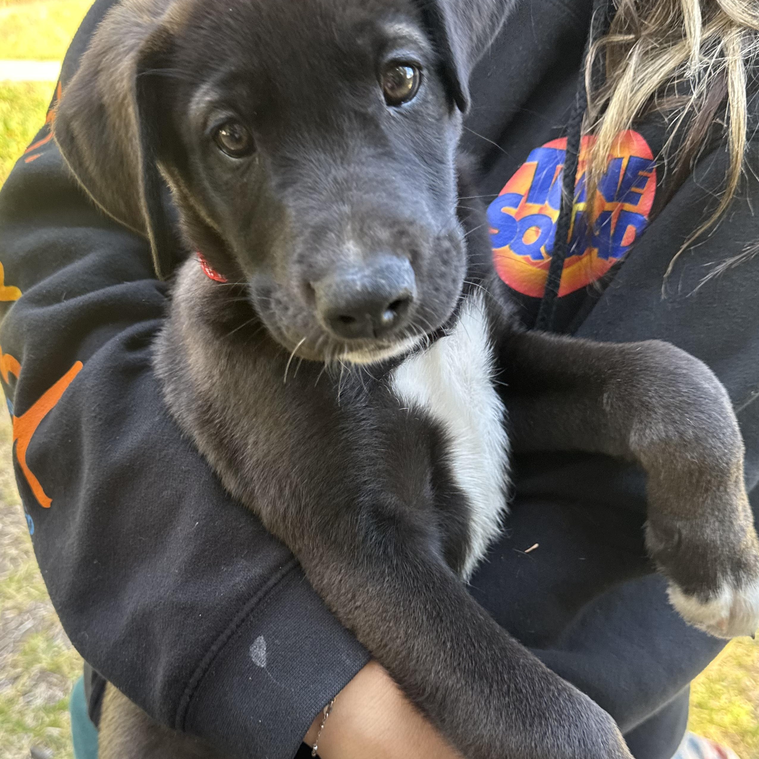 Jalen, adopted, Puppy Male Great Dane.