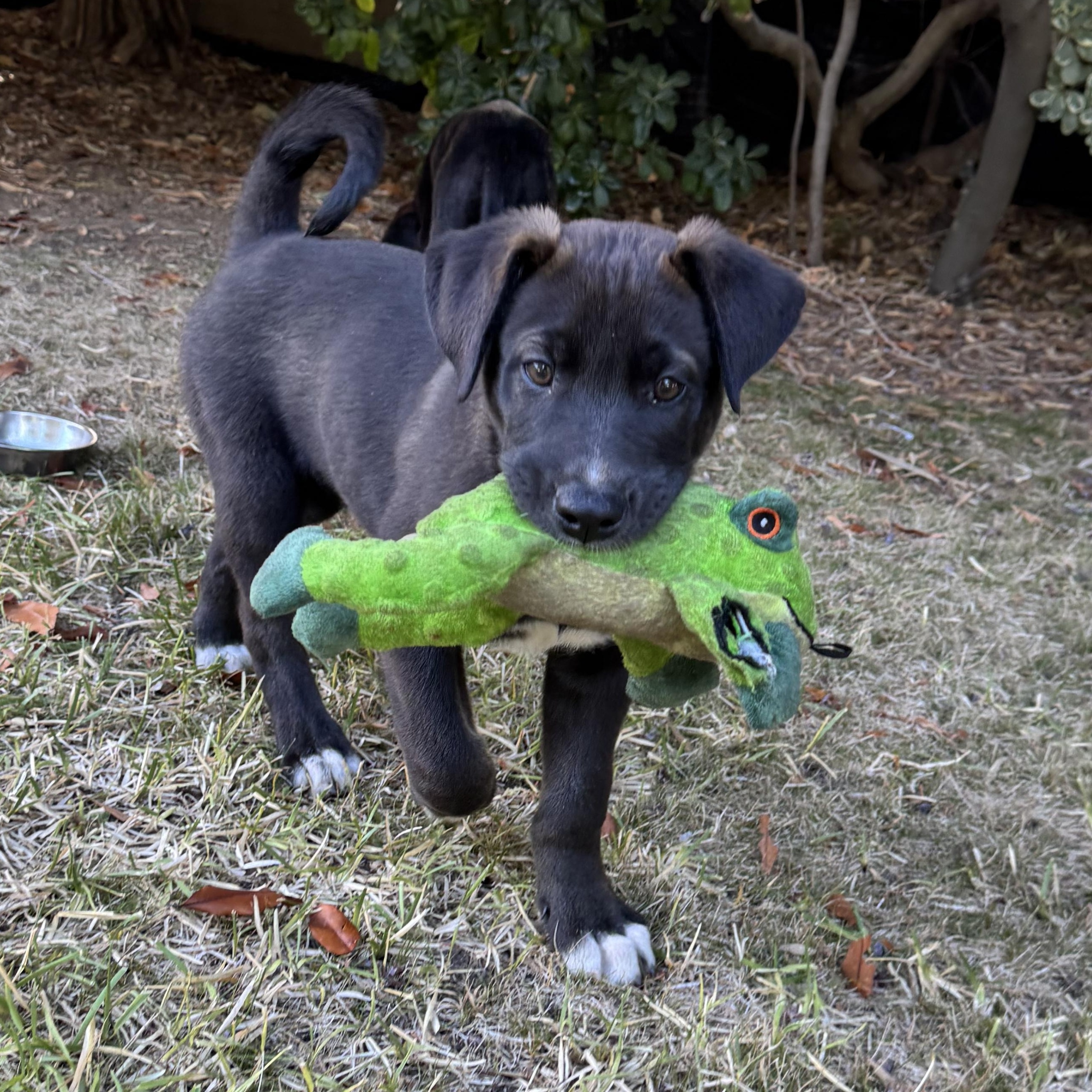 Enlarge Jalen, an adopted mixed breed in Van Nuys, CA image 6/6