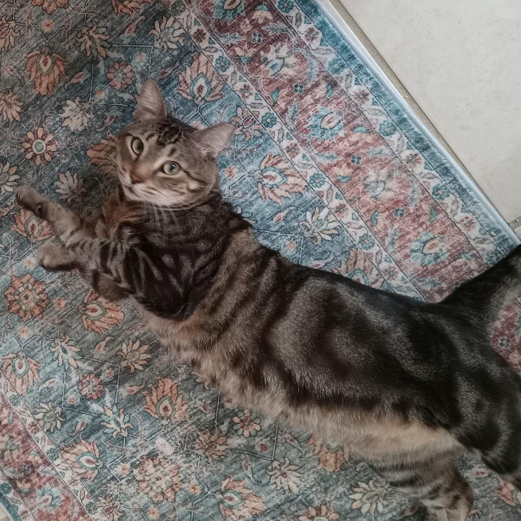 Enlarge Thumper, a Adoptable Domestic Short Hair in Ponte Vedra Beach, FL image 1/2