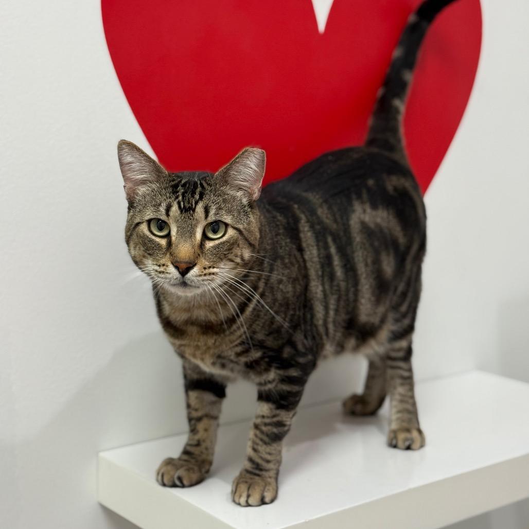 Enlarge Thumper, a Adoptable Domestic Short Hair in Ponte Vedra Beach, FL image 2/2