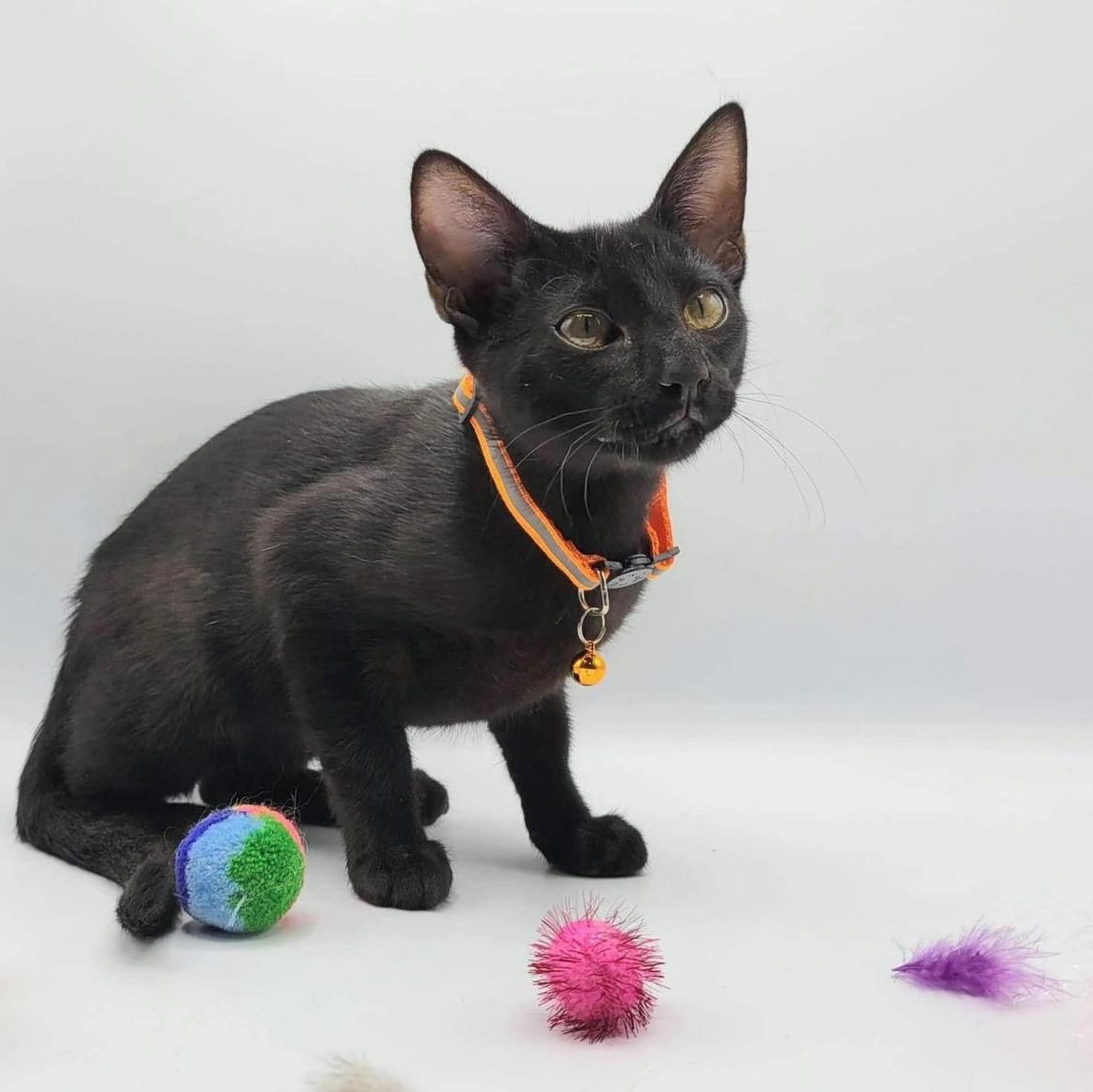 Solar Eclipse, a Adoptable mixed breed image 1/3