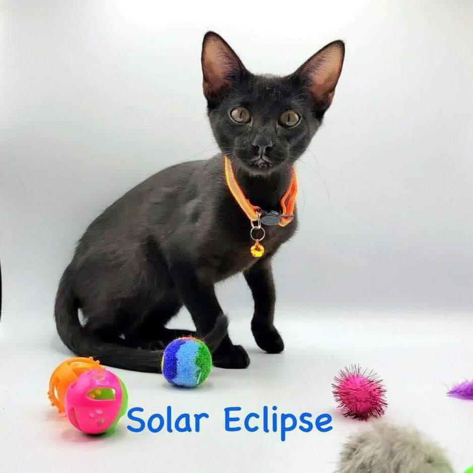 Solar Eclipse, a Adoptable mixed breed image 2/3