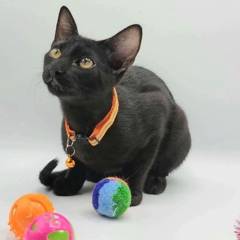 Solar Eclipse, a Adoptable mixed breed image 3/3