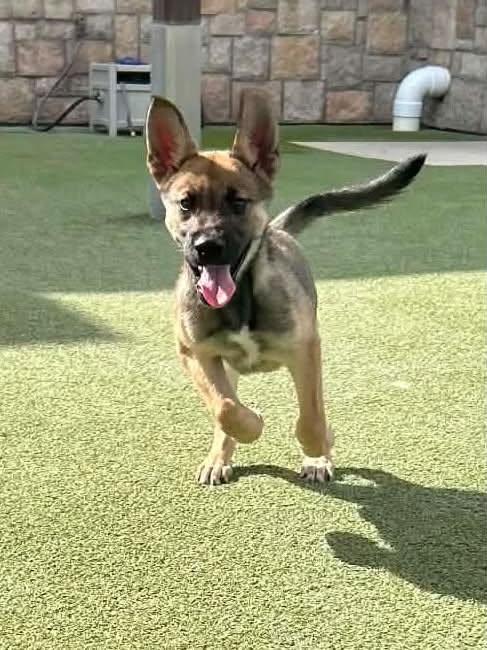 Enlarge Amrey, a Adopted mixed breed in Old Westbury, NY image 3/6