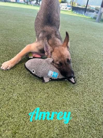 Enlarge Amrey, a Adopted mixed breed in Old Westbury, NY image 1/6