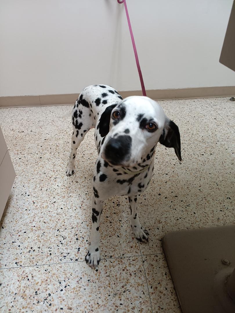 Bailey, ADOPTABLE, Adult Female Dalmatian.