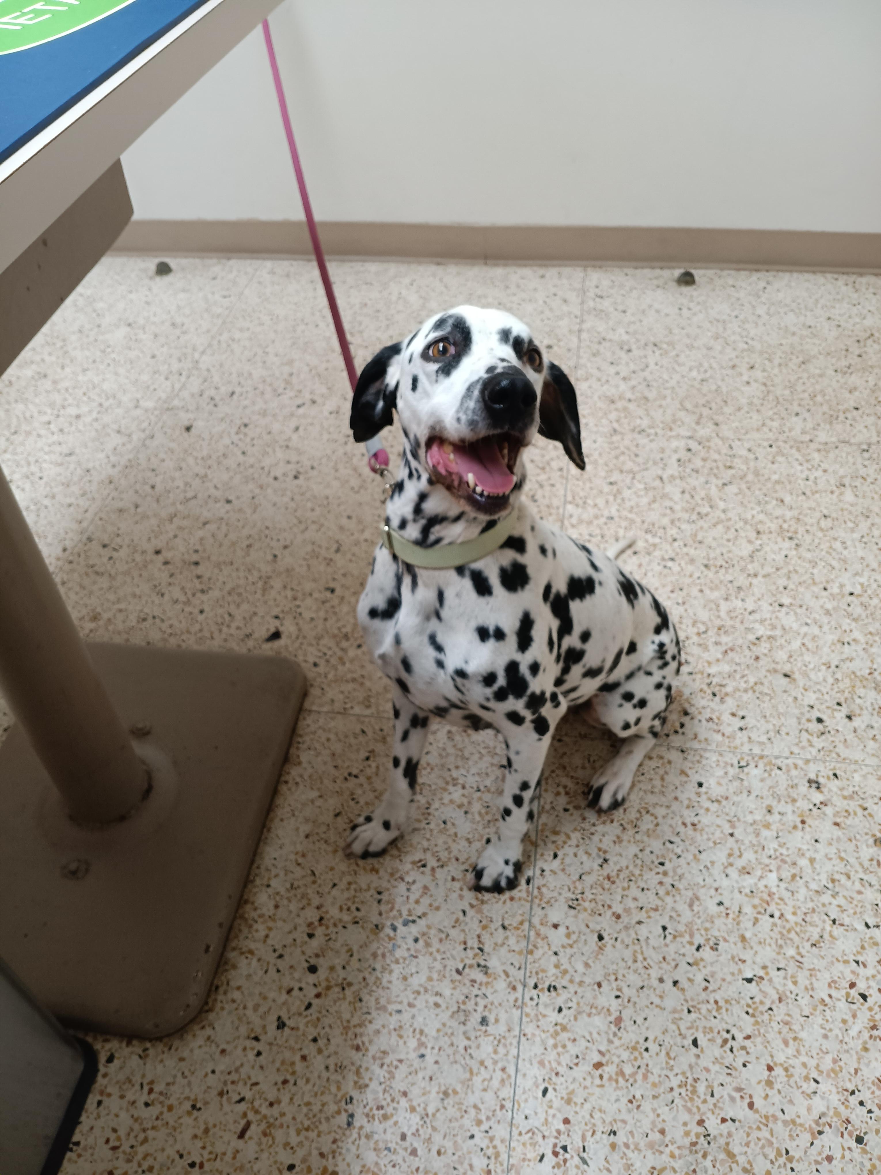 Enlarge Bailey, a ADOPTABLE Dalmatian in San Diego, CA image 2/2