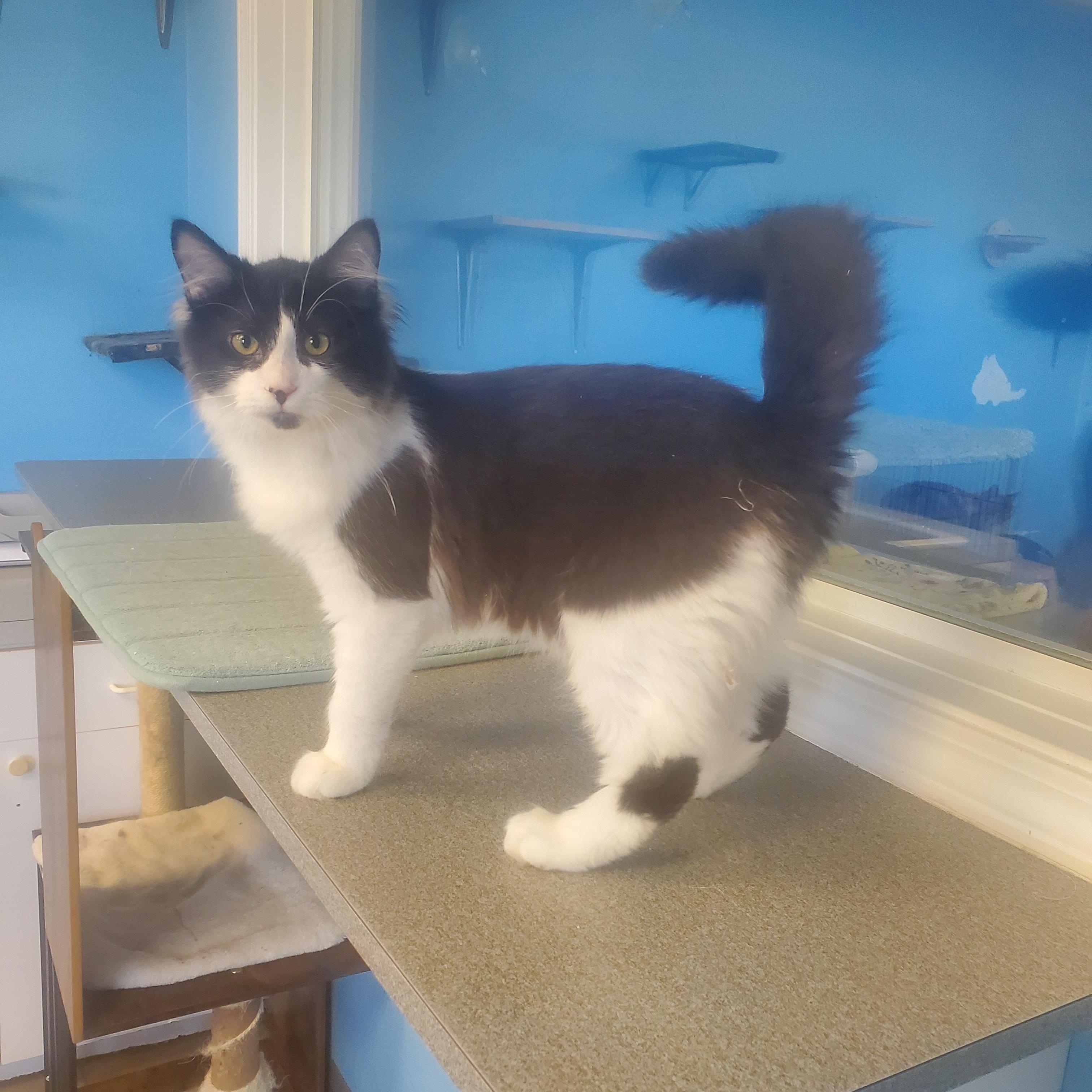Enlarge Anthony, an adopted Domestic Long Hair in Polson, MT image 1/1