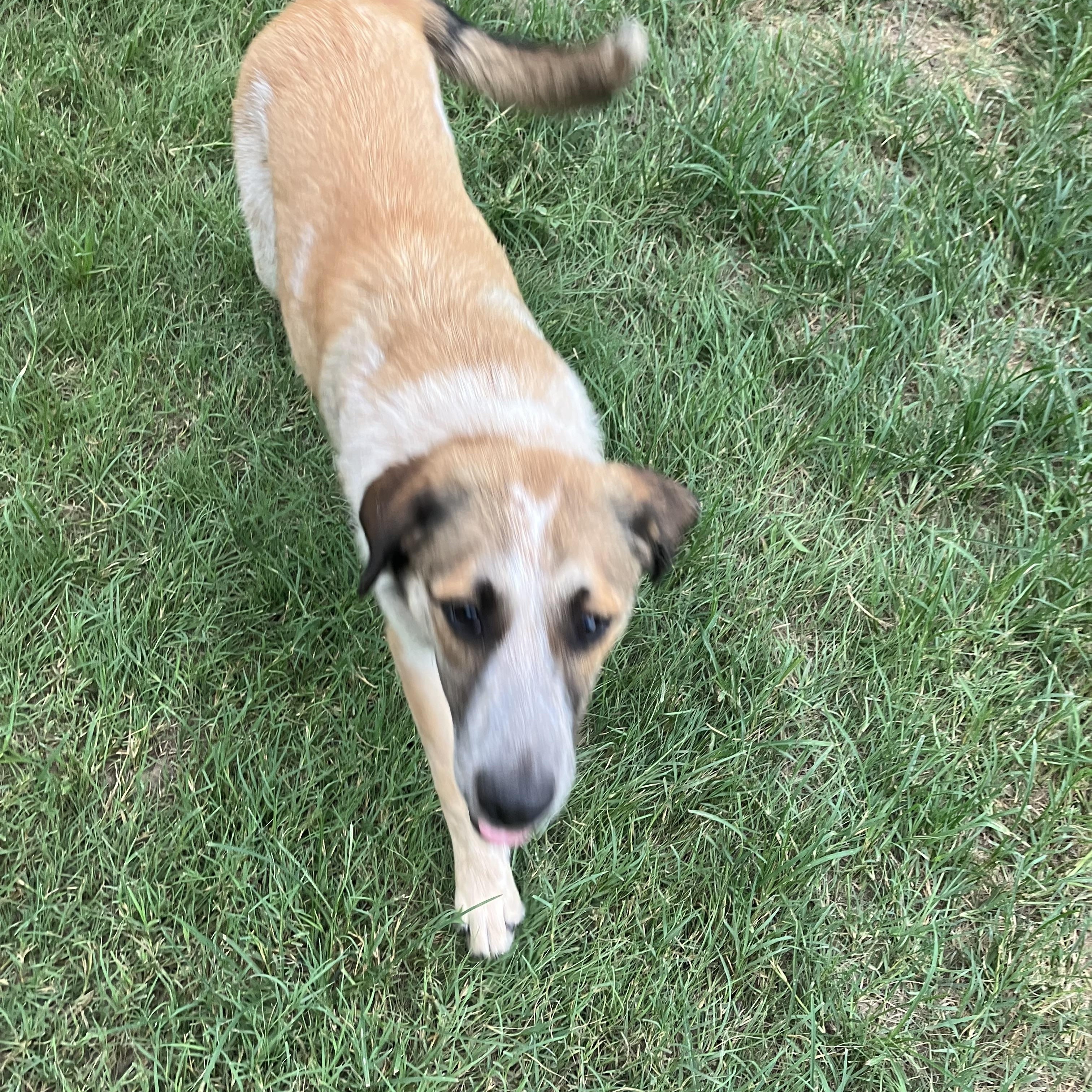 Stormy, Adoptable, Adult Female Anatolian Shepherd.