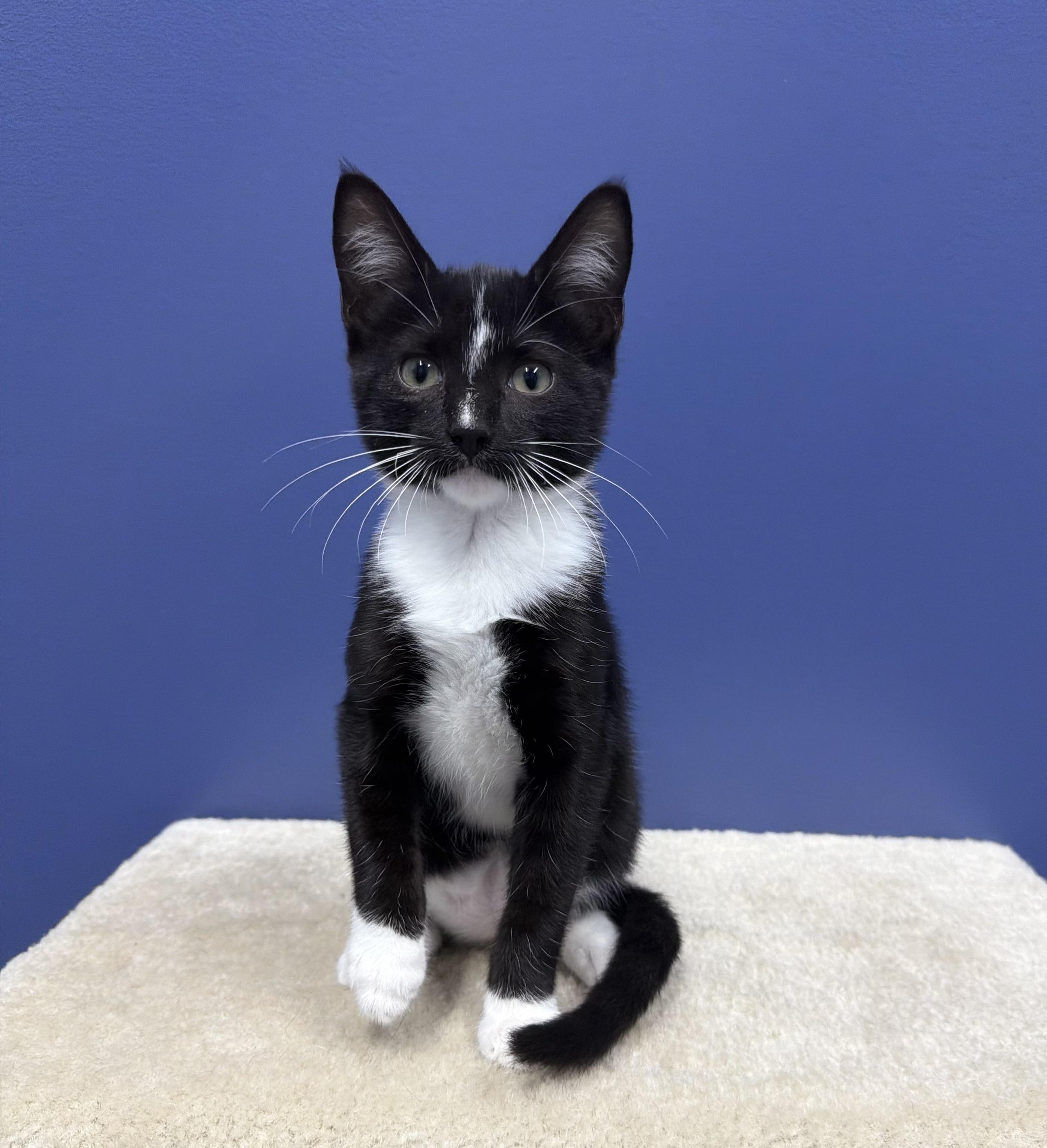 MJ, ADOPTABLE, Kitten Female Domestic Short Hair & Tuxedo.