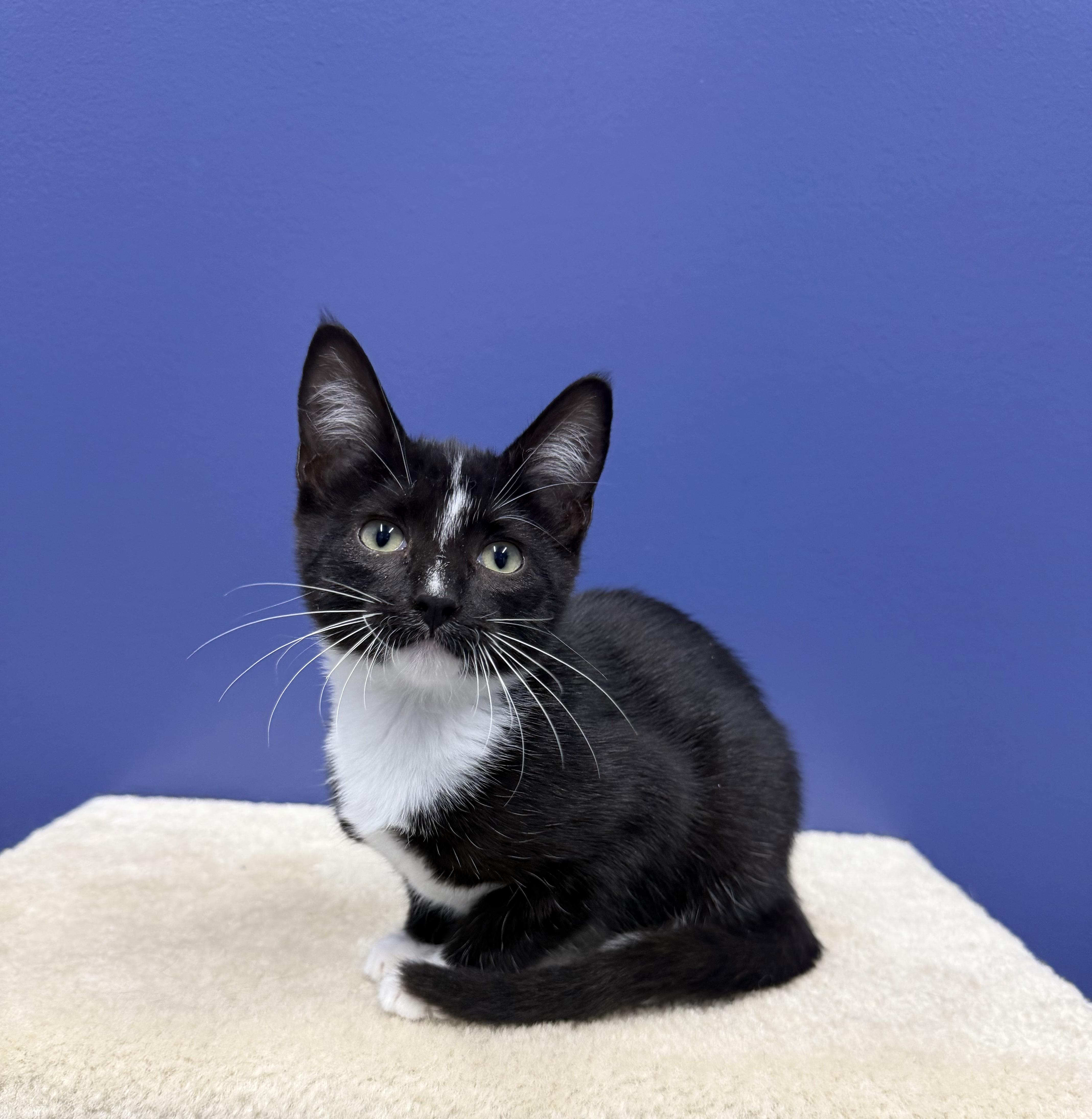 MJ, a ADOPTABLE mixed breed in High Ridge, MO image 3/3