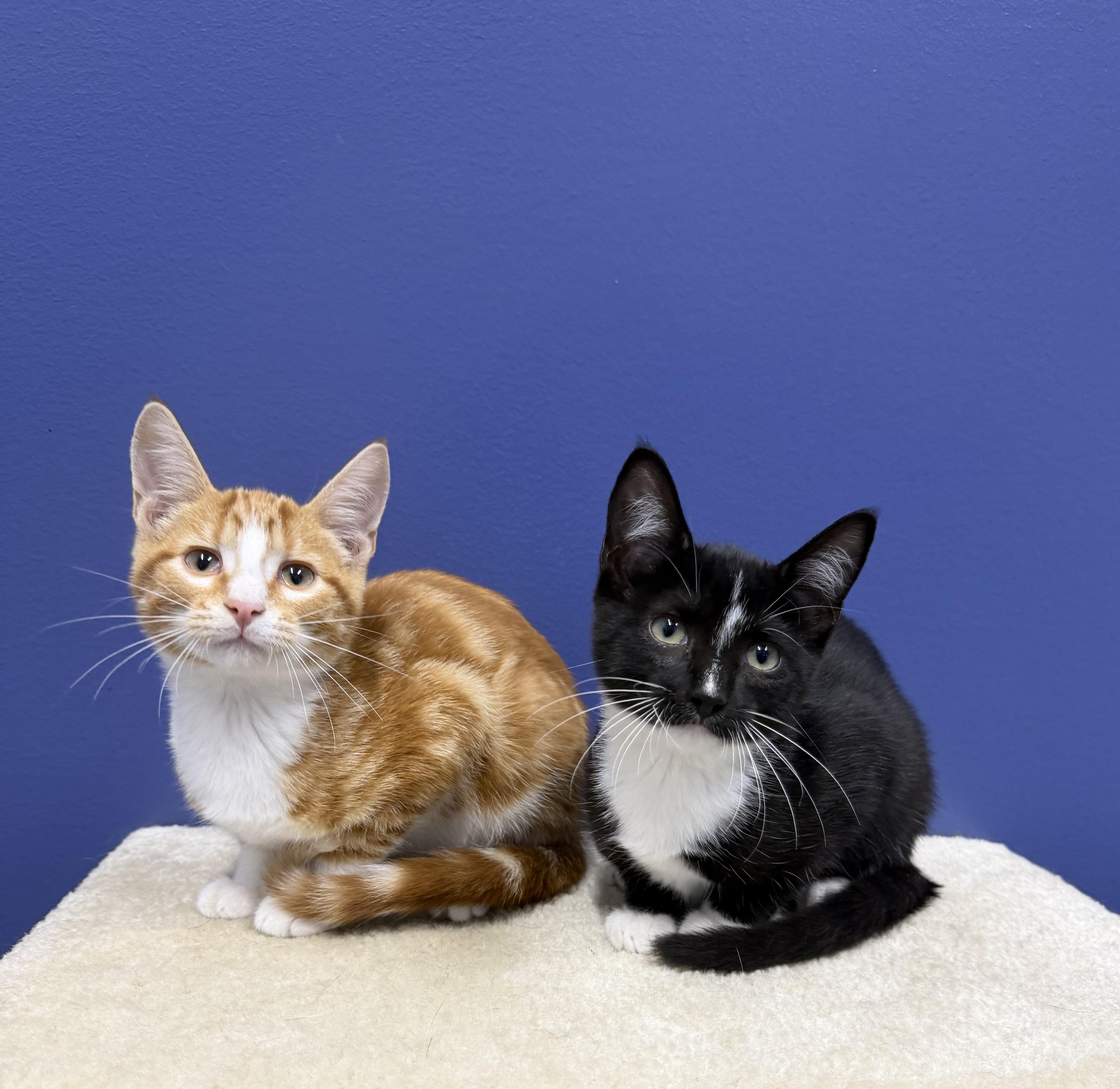MJ, a ADOPTABLE mixed breed in High Ridge, MO image 2/3