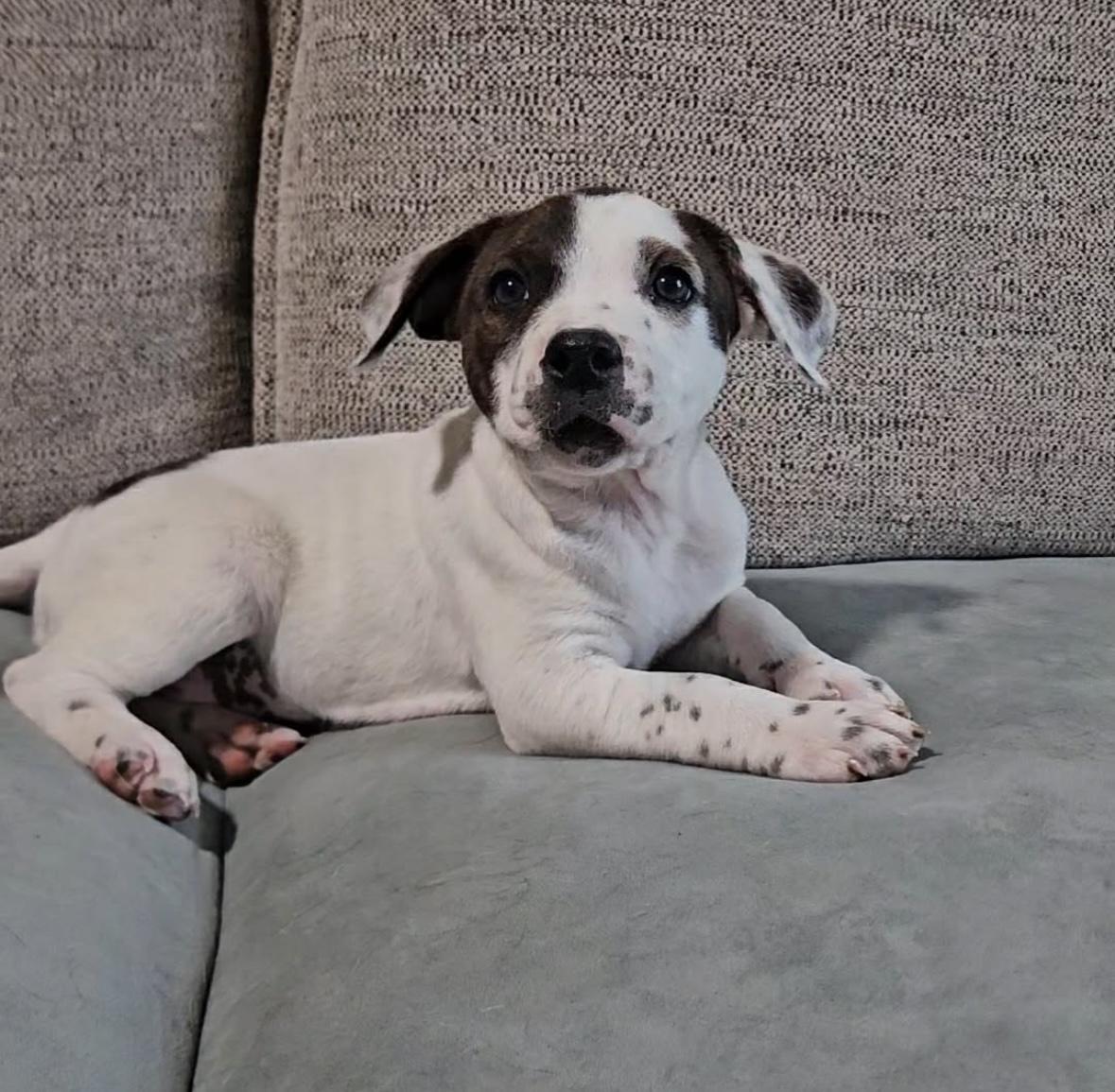 Enlarge Della , a ADOPTABLE mixed breed in China Township, MI image 4/6