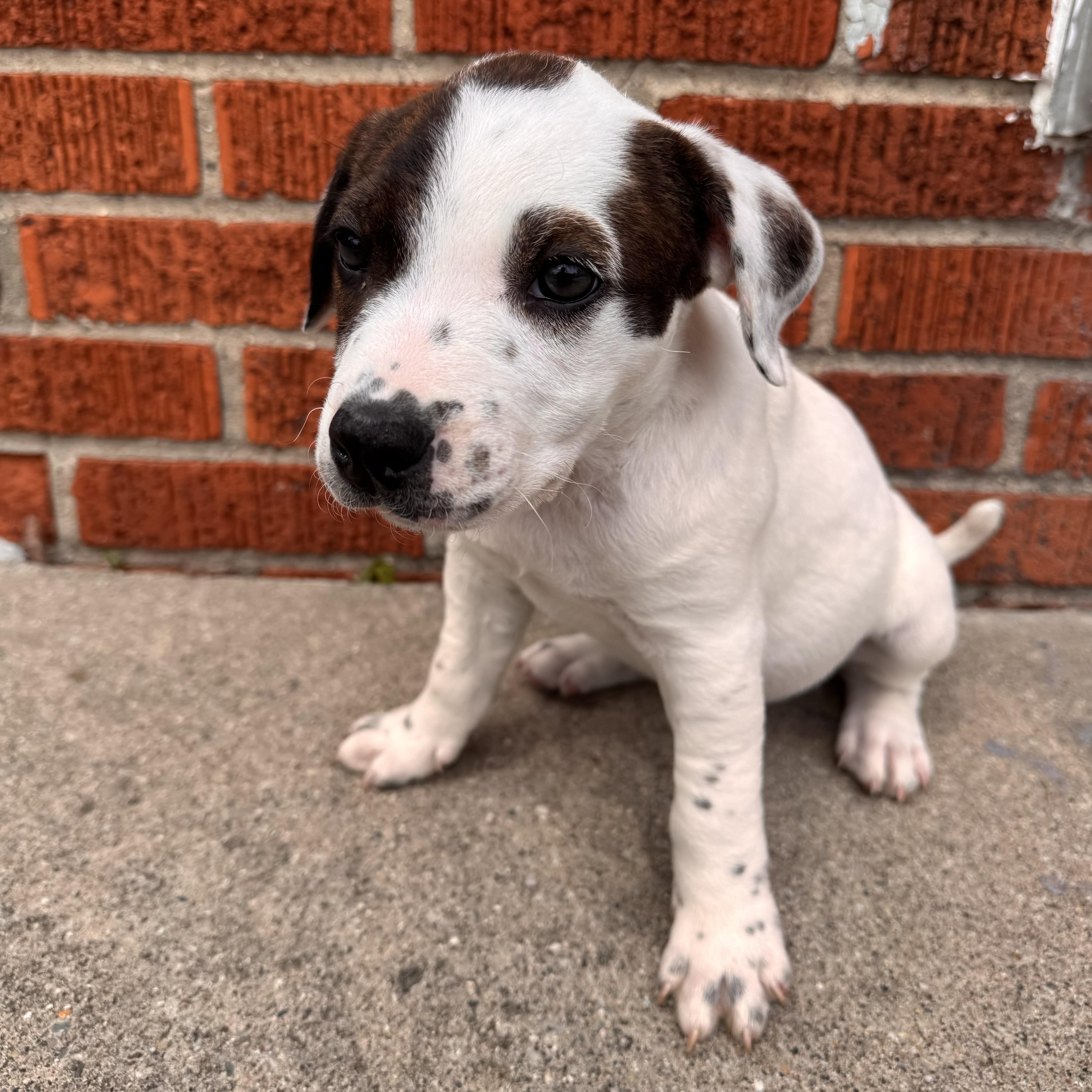 Enlarge Della , a ADOPTABLE mixed breed in China Township, MI image 5/6