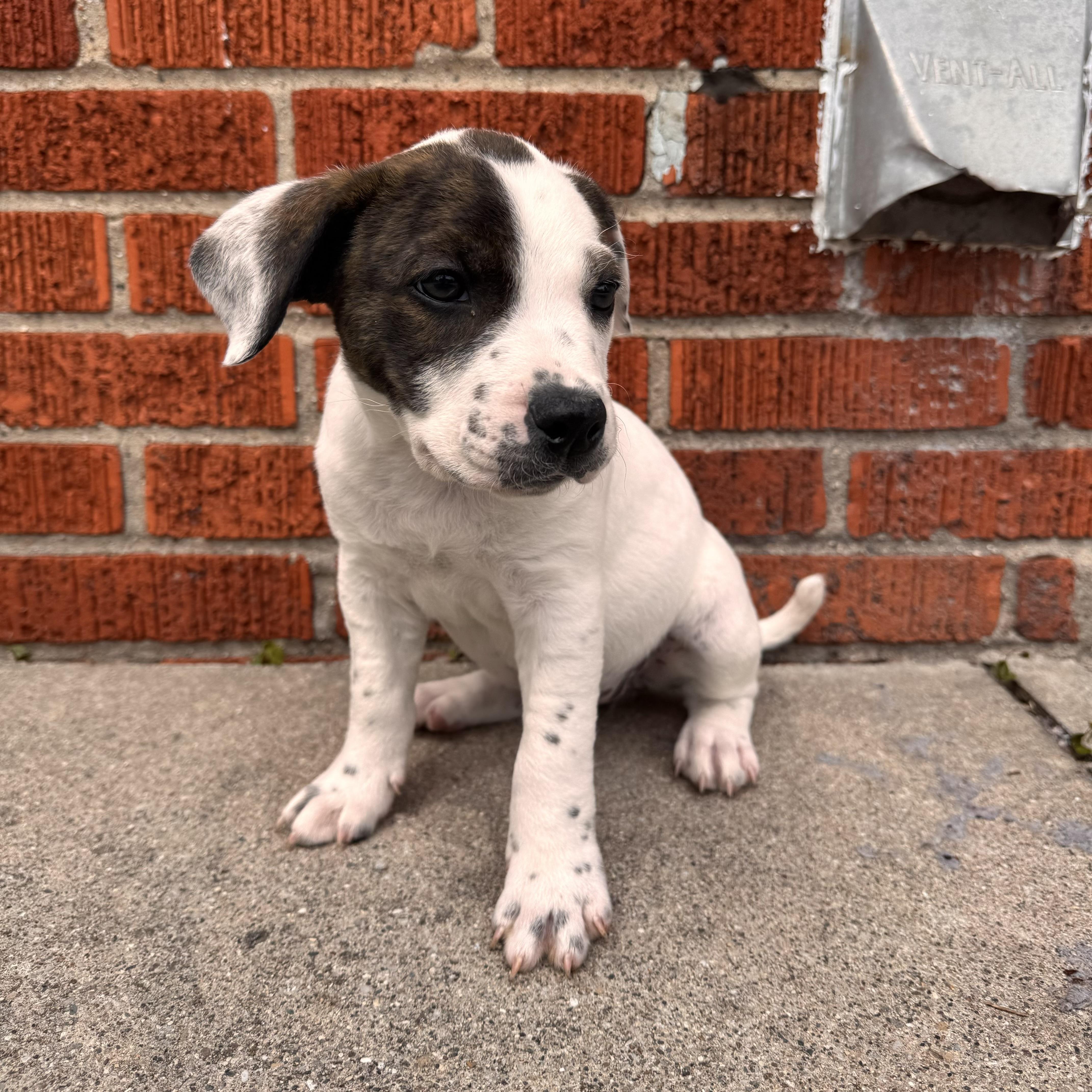 Enlarge Della , a ADOPTABLE mixed breed in China Township, MI image 2/6