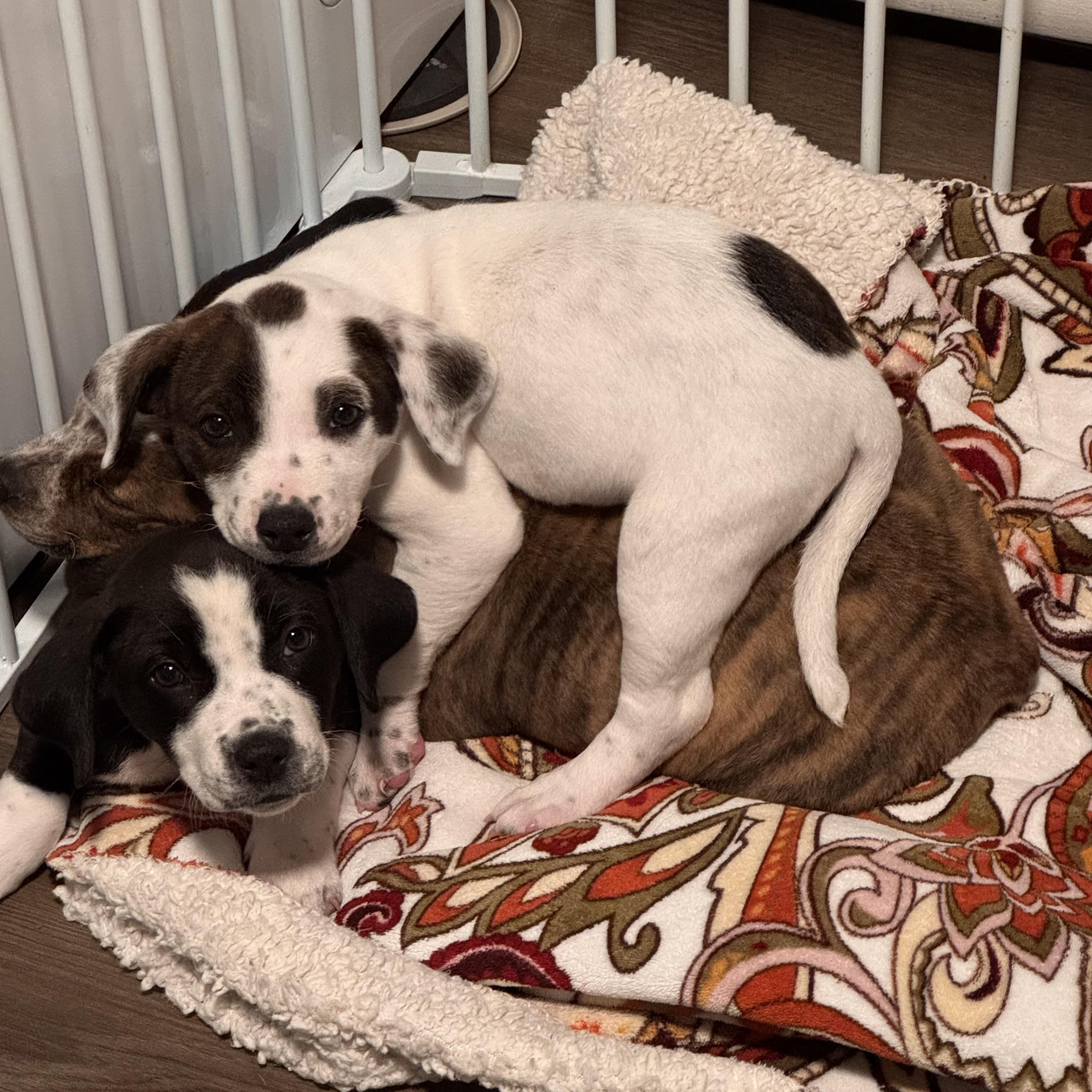 Enlarge Della , a ADOPTABLE mixed breed in China Township, MI image 3/6