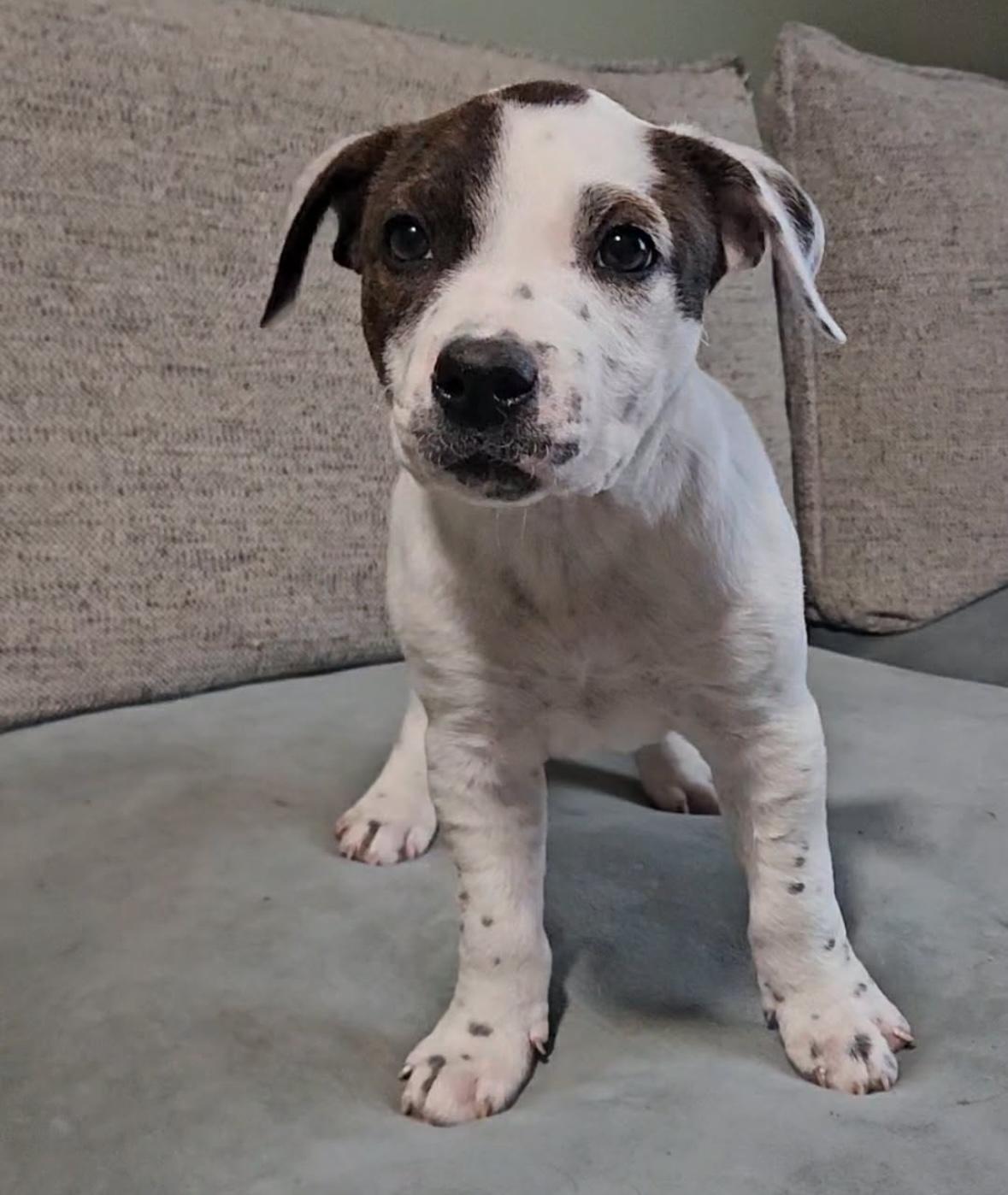 Enlarge Della , a ADOPTABLE mixed breed in China Township, MI image 1/6