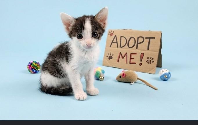 Chip - Sweet and affectionate, Adoptable, Kitten Female Domestic Short Hair.