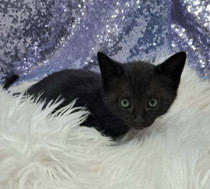 Kieran, Adopted, Young Male Domestic Short Hair.