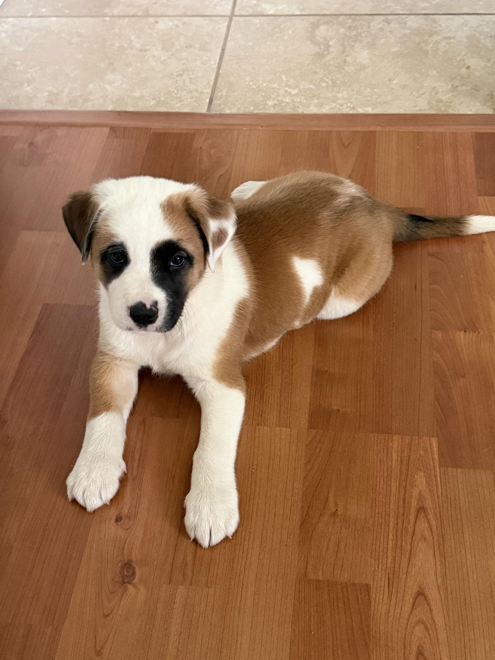 Enlarge Ivy Patches, a Adoptable Australian Shepherd in Valrico, FL image 1/3