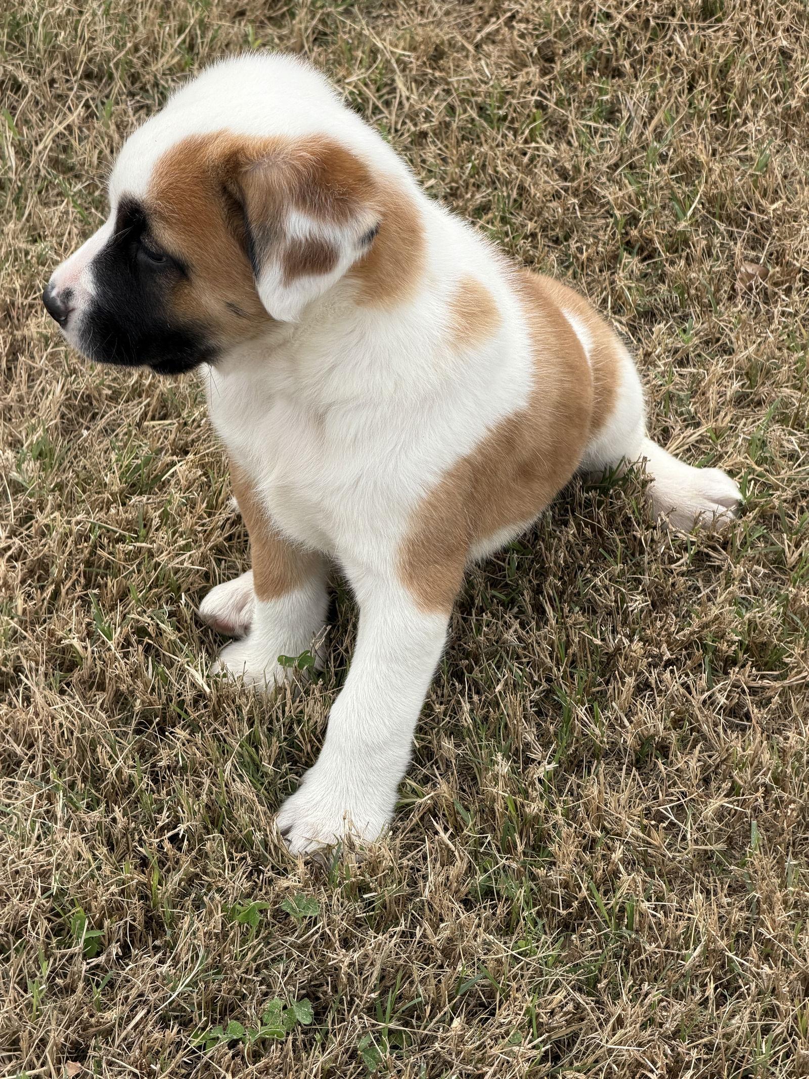 Enlarge Ivy Patches, a Adoptable Australian Shepherd in Valrico, FL image 2/3