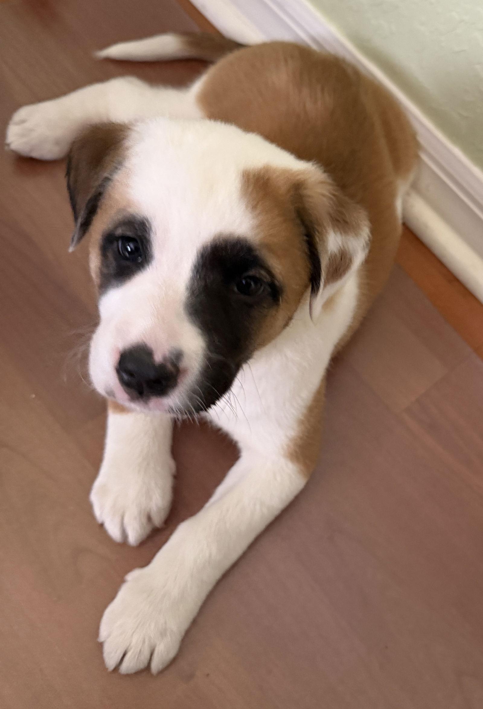 Enlarge Ivy Patches, a Adoptable Australian Shepherd in Valrico, FL image 3/3