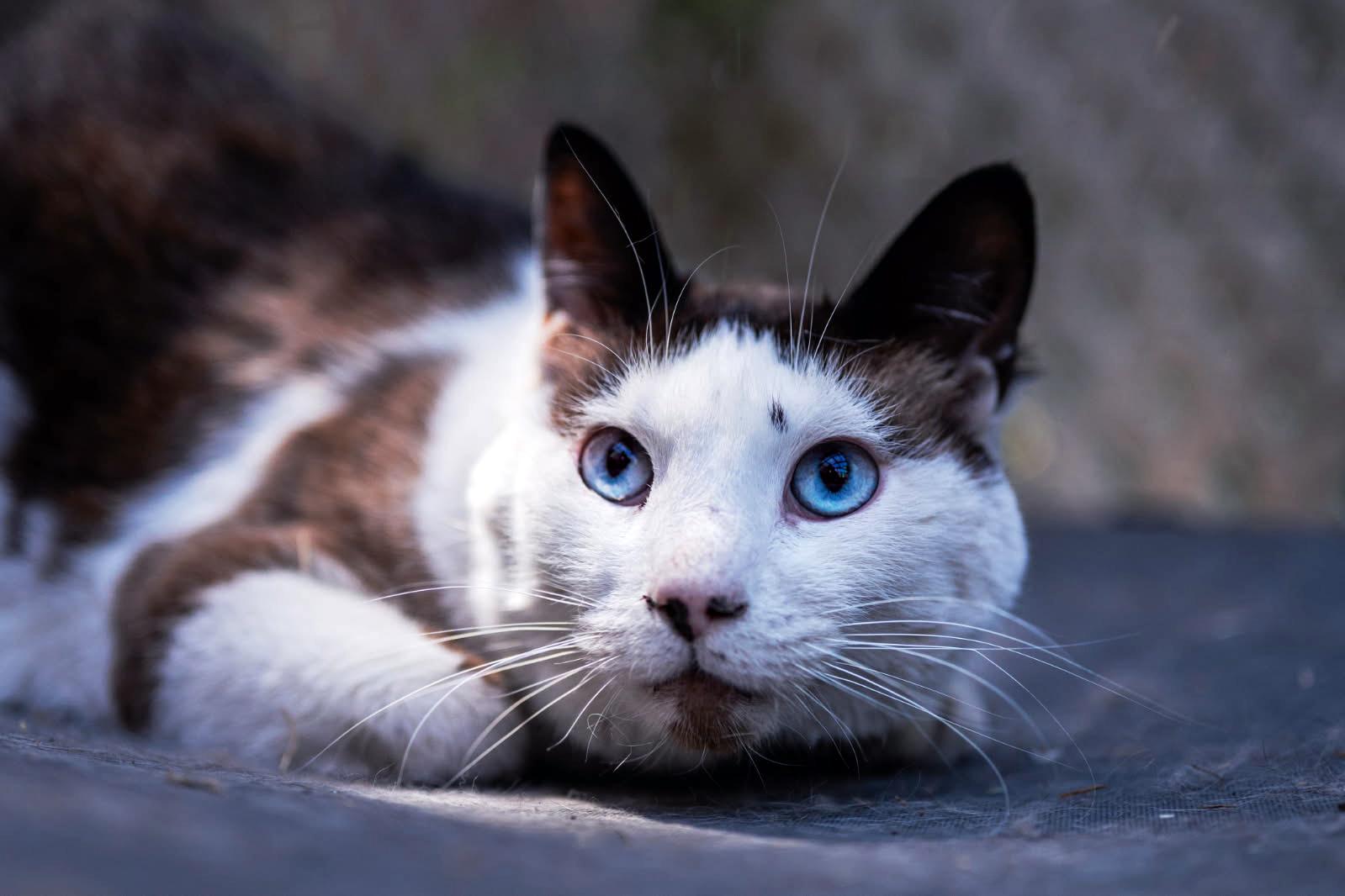 Gus, an adoptable Domestic Short Hair in Centerville, UT, 84014 | Photo Image 5