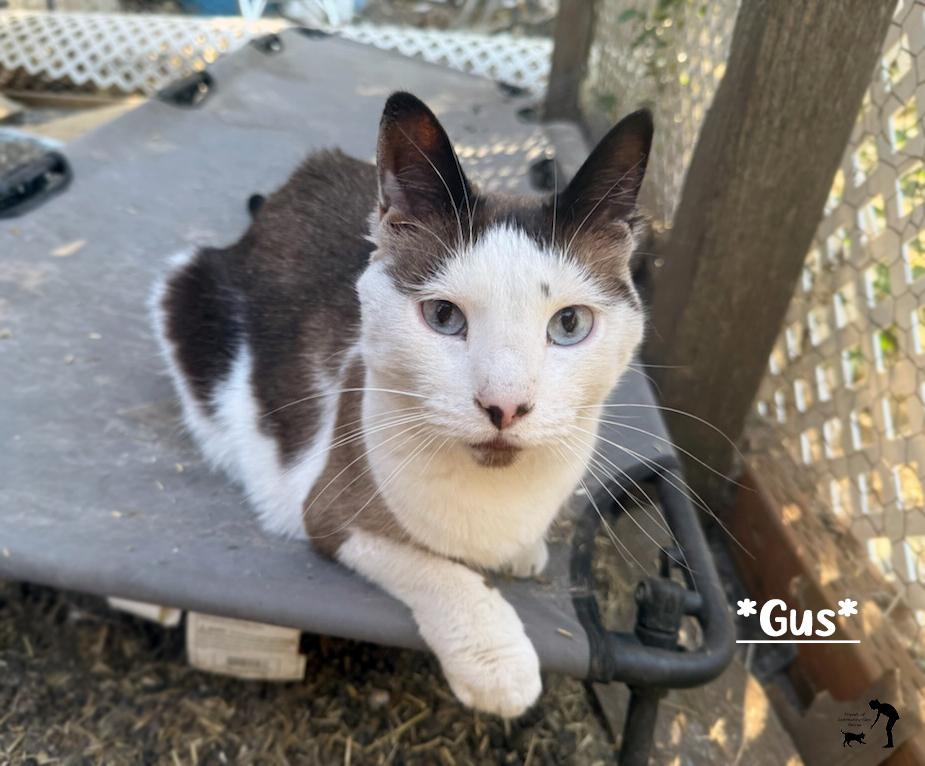 Gus, an adoptable Domestic Short Hair in Centerville, UT, 84014 | Photo Image 1