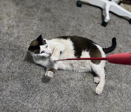 Gus, an adoptable Domestic Short Hair in Centerville, UT, 84014 | Photo Image 3