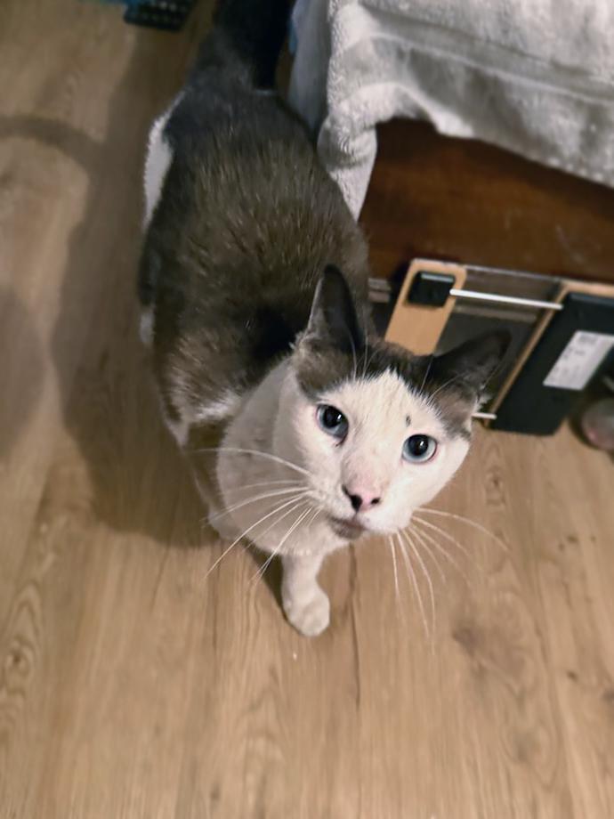 Gus, an adoptable Domestic Short Hair in Centerville, UT, 84014 | Photo Image 4