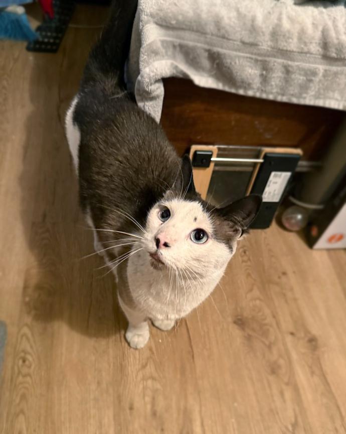 Gus, an adoptable Domestic Short Hair in Centerville, UT, 84014 | Photo Image 2