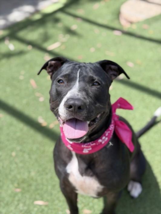 Enlarge TIPPY, a Adoptable Pit Bull Terrier in San Pedro, CA image 1/1