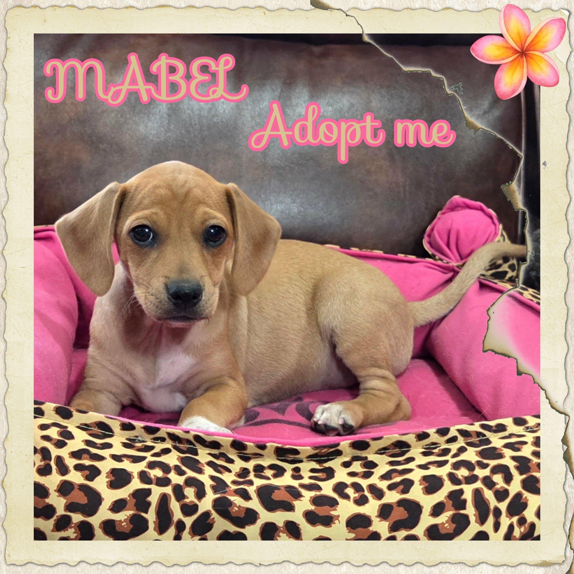 Enlarge Mabel, a ADOPTABLE mixed breed in Grove, OK image 2/4