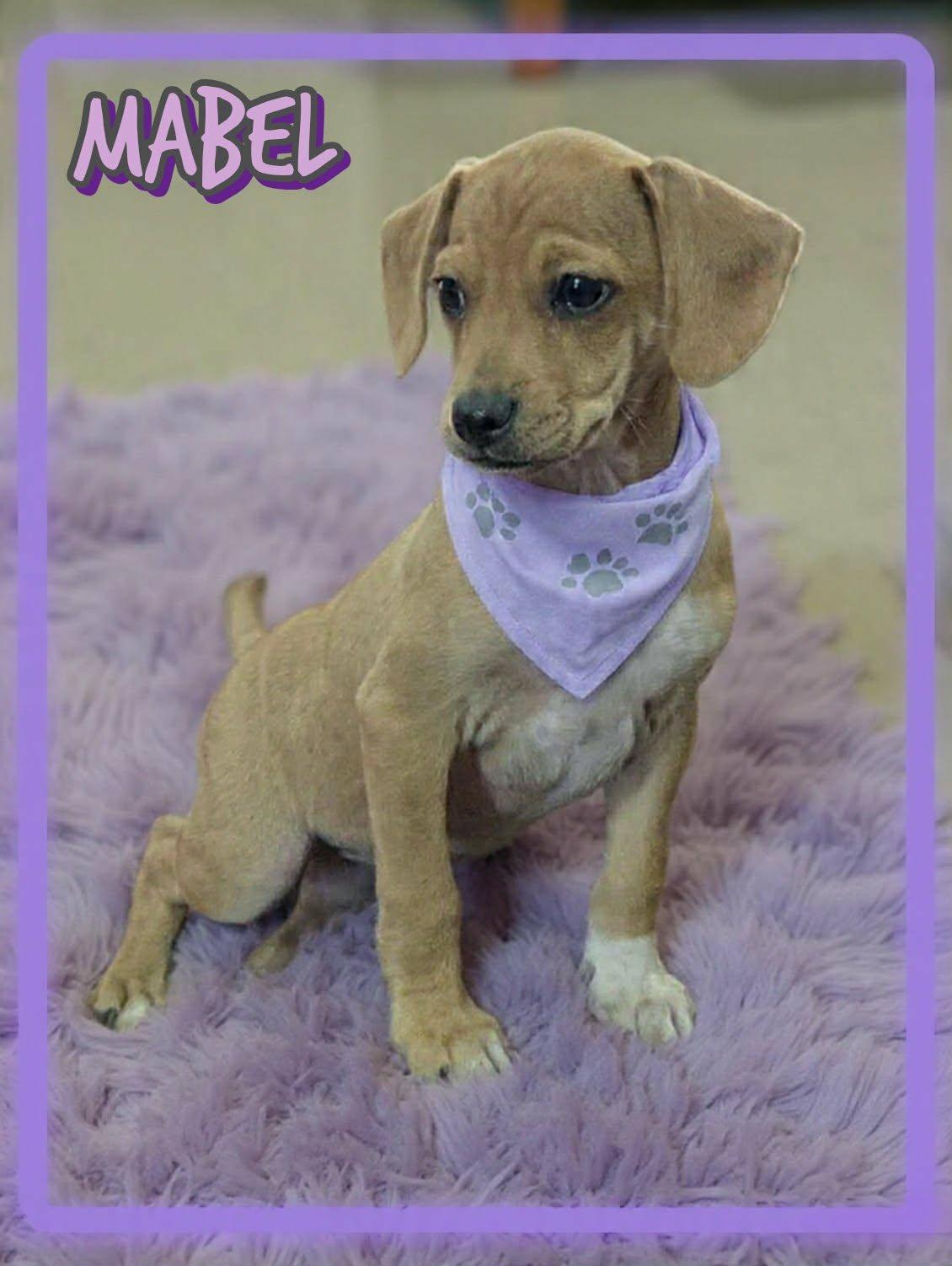 Enlarge Mabel, a ADOPTABLE mixed breed in Grove, OK image 3/4
