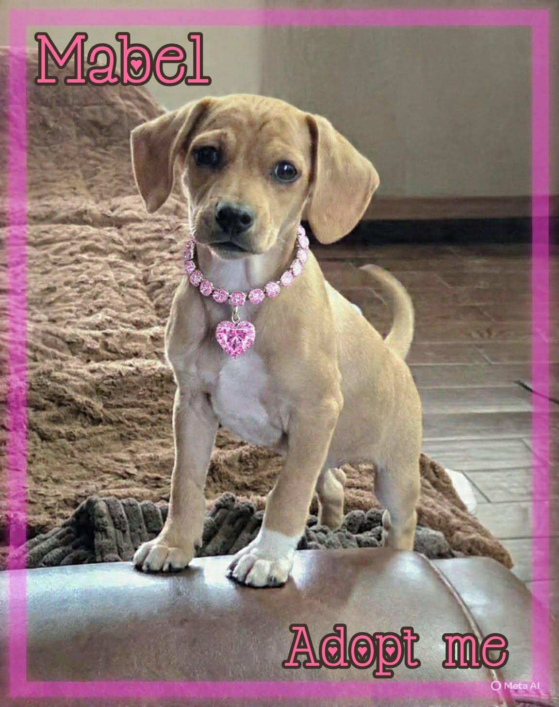 Enlarge Mabel, a ADOPTABLE mixed breed in Grove, OK image 1/4