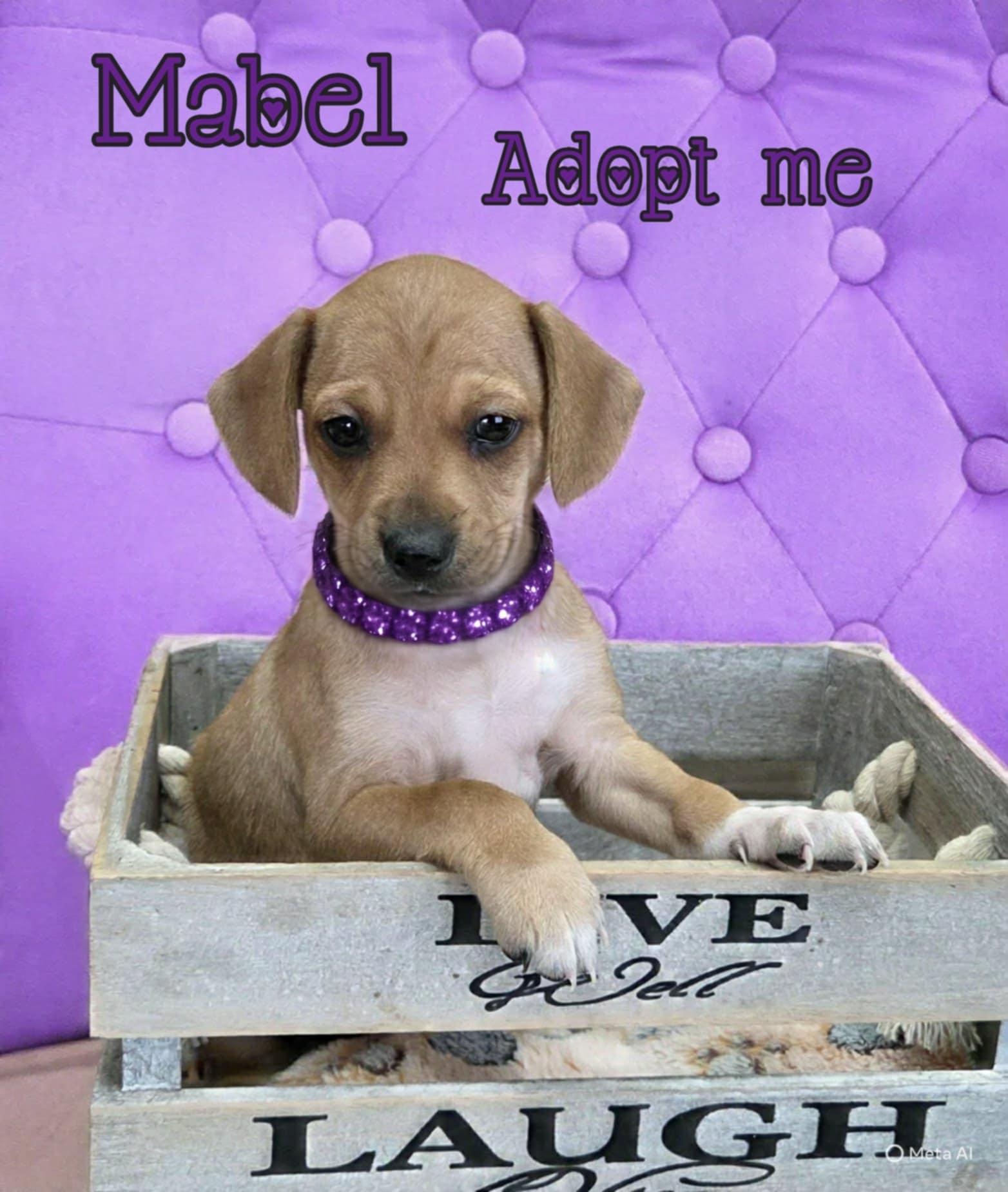 Enlarge Mabel, a ADOPTABLE mixed breed in Grove, OK image 4/4