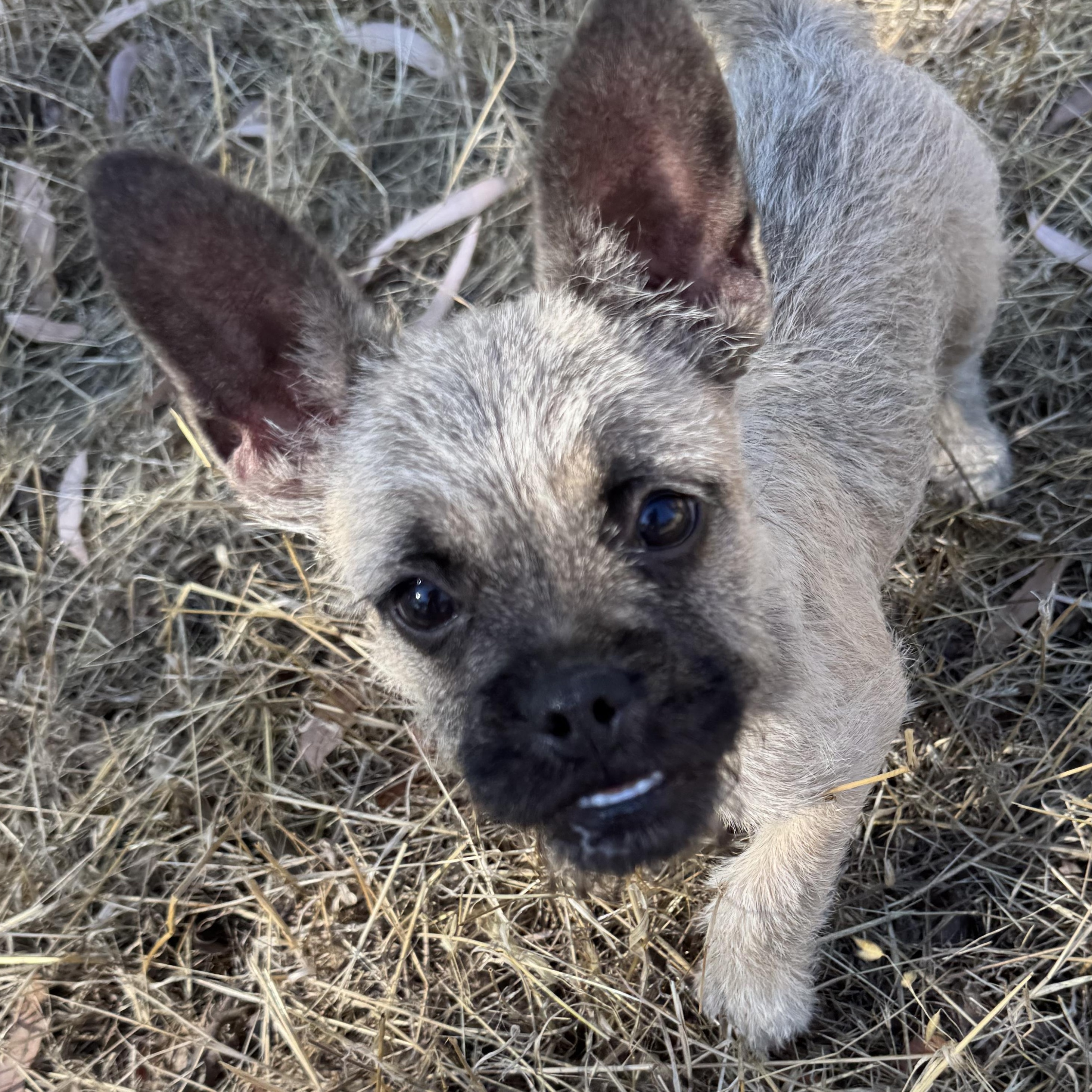 Enlarge Mr. Cutie Mysterio, a ADOPTABLE mixed breed in Ridgefield, WA image 2/5