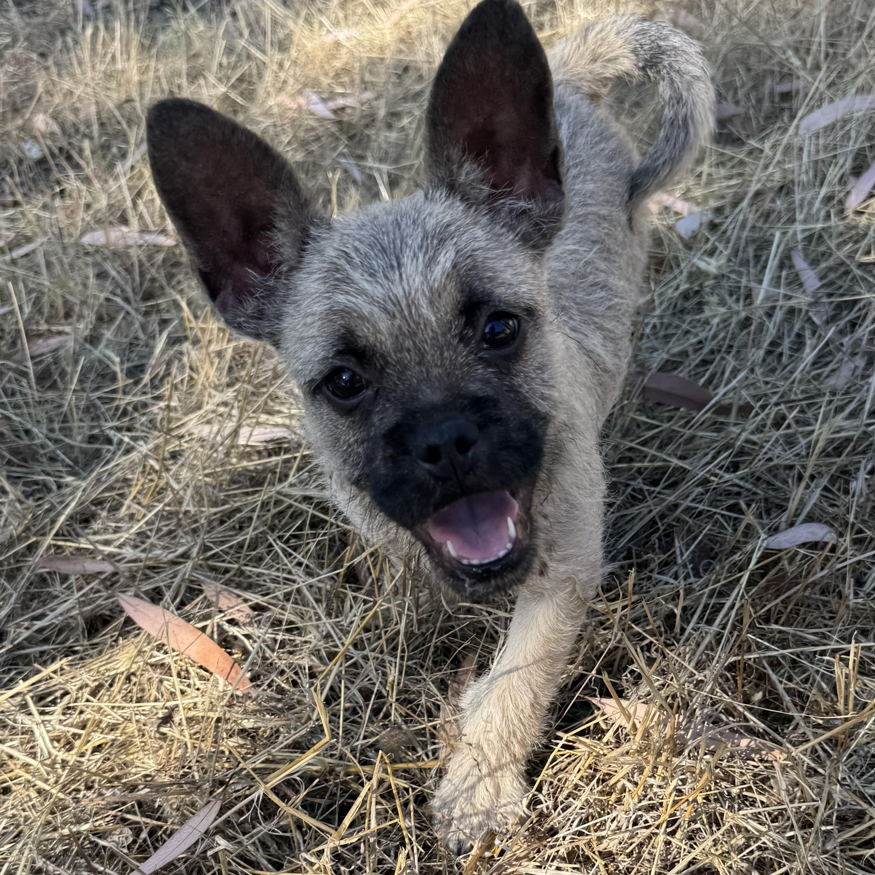 Enlarge Mr. Cutie Mysterio, a ADOPTABLE mixed breed in Ridgefield, WA image 4/5