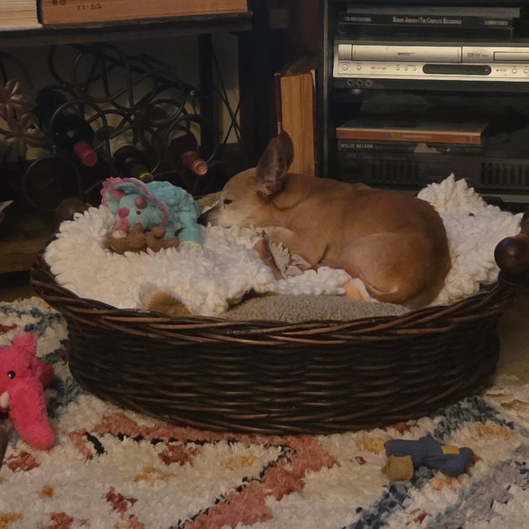 Marsy, Adoptable, Adult Female Chihuahua & Terrier.