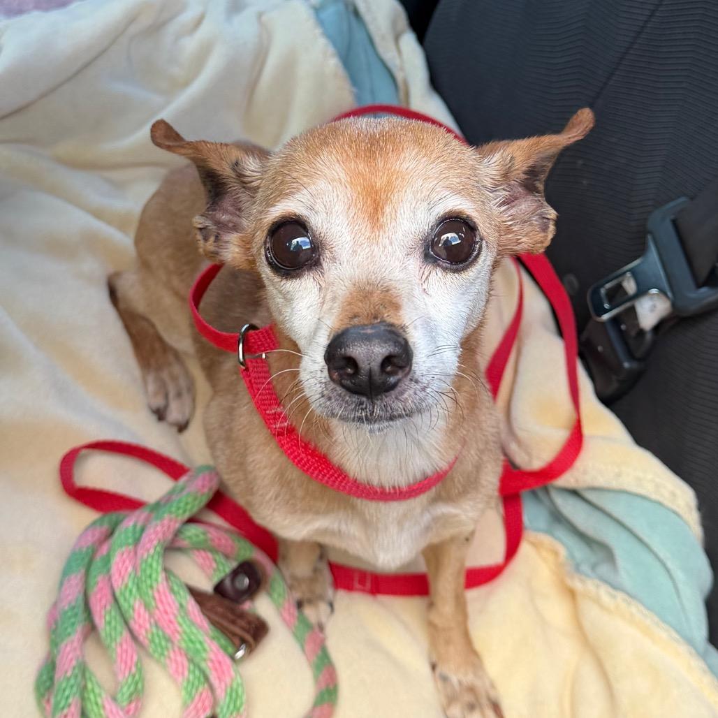 Enlarge Marsy, a Adoptable mixed breed in San Mateo, CA image 2/3