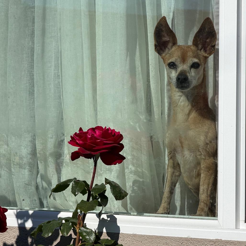 Marsy, a Adoptable mixed breed in San Mateo, CA image 3/5