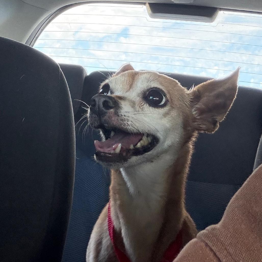 Enlarge Marsy, a Adoptable mixed breed in San Mateo, CA image 3/3