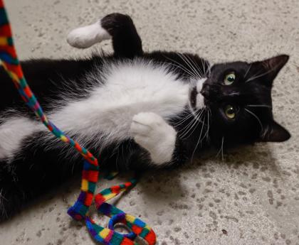Kat, Adoptable, Adult Male Domestic Short Hair & Domestic Short Hair.