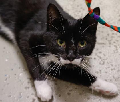 Kat, a Adoptable mixed breed in Baraboo, WI image 2/3