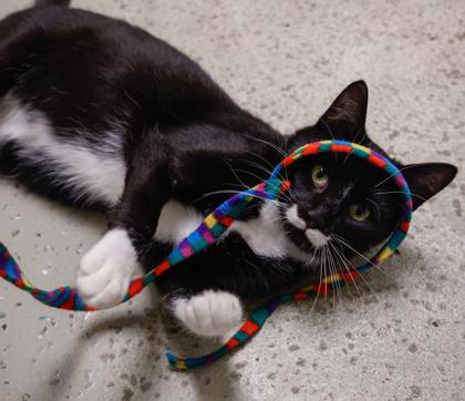 Kat, a Adoptable mixed breed in Baraboo, WI image 3/3