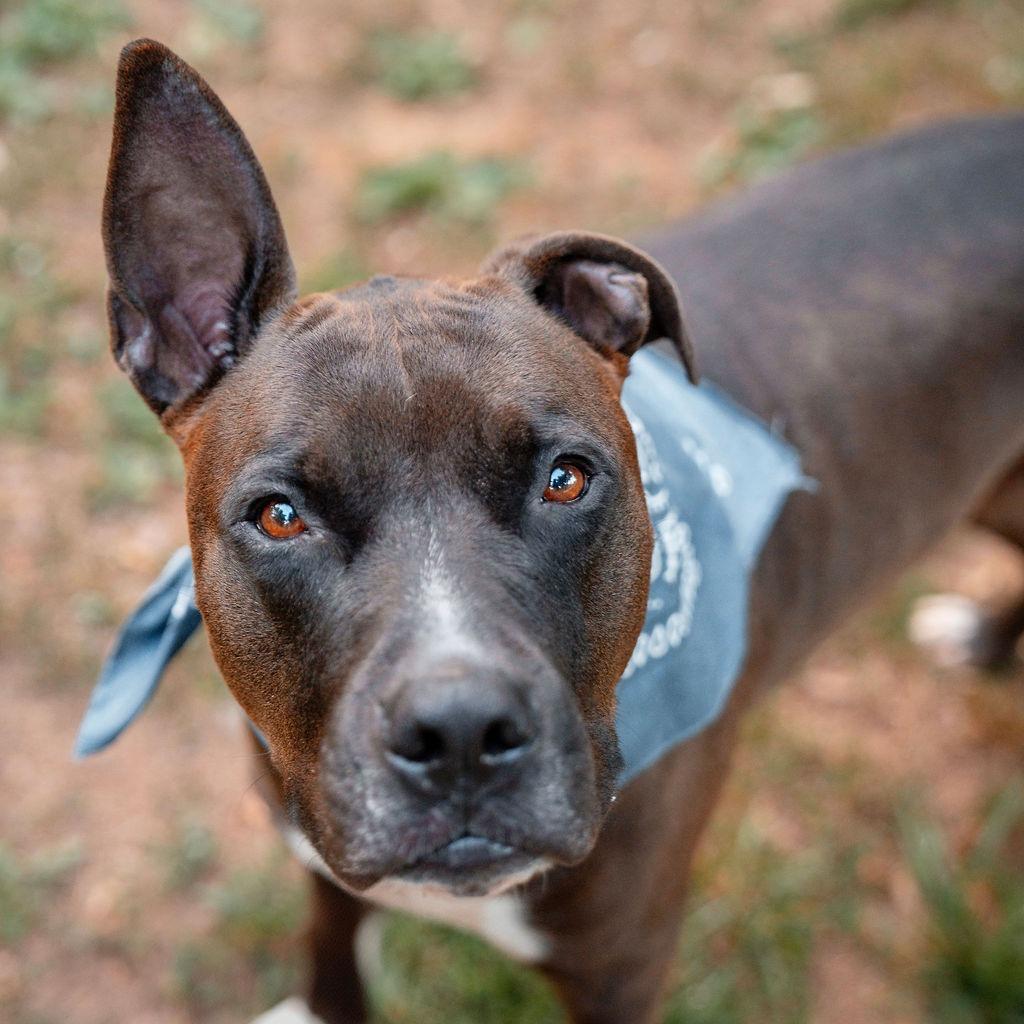 Prince, Adoptable, Adult Male Pit Bull Terrier.