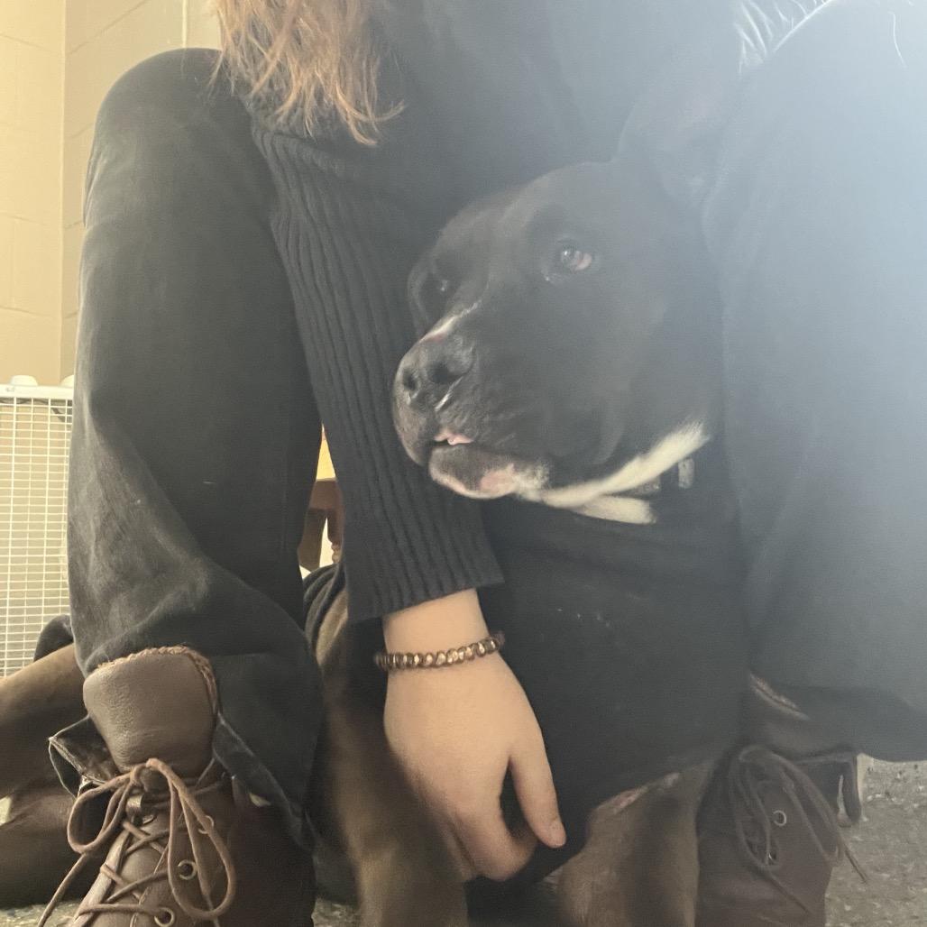 Prince, a Adoptable Pit Bull Terrier in Charlottesville, VA image 5/6