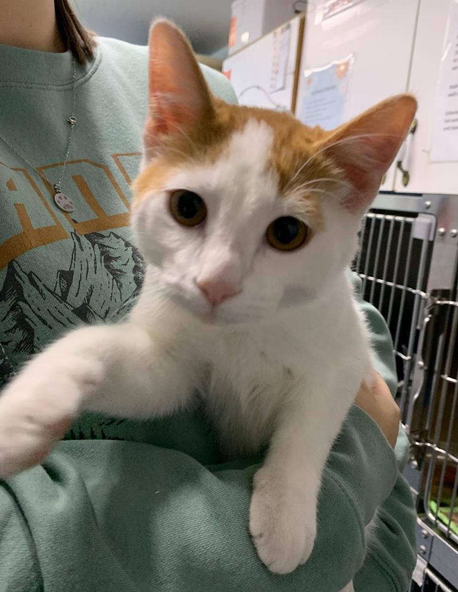 Enlarge Freddie, a Adoptable Domestic Short Hair in wetaskiwin, AB image 2/3